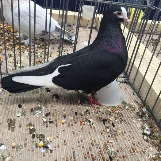 691a - 1535b rase straine