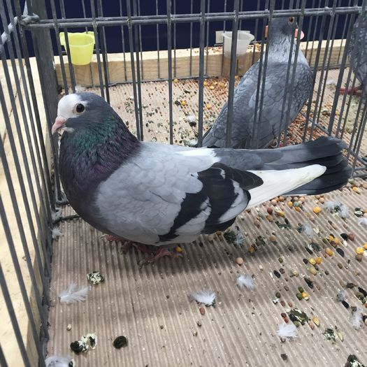 700 - 1535b rase straine