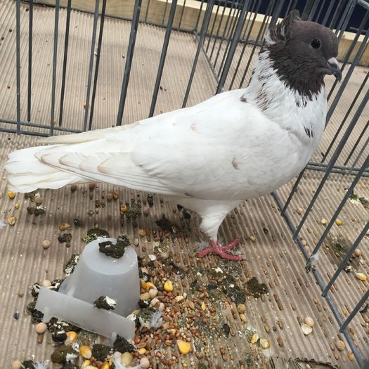 702 zburator iranian - 1535b rase straine