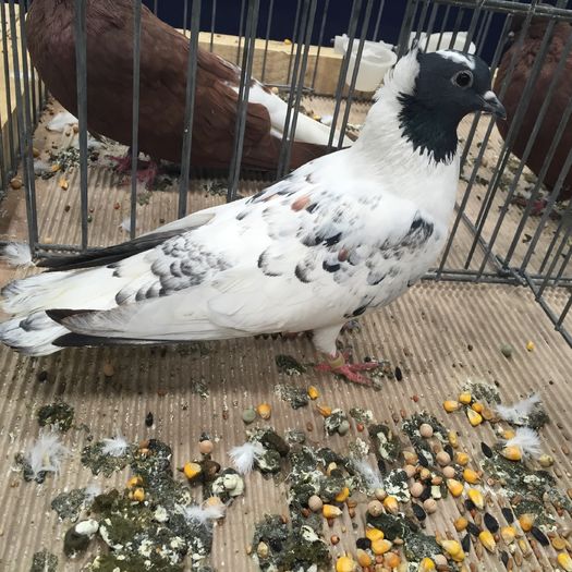 704 - 1535b rase straine