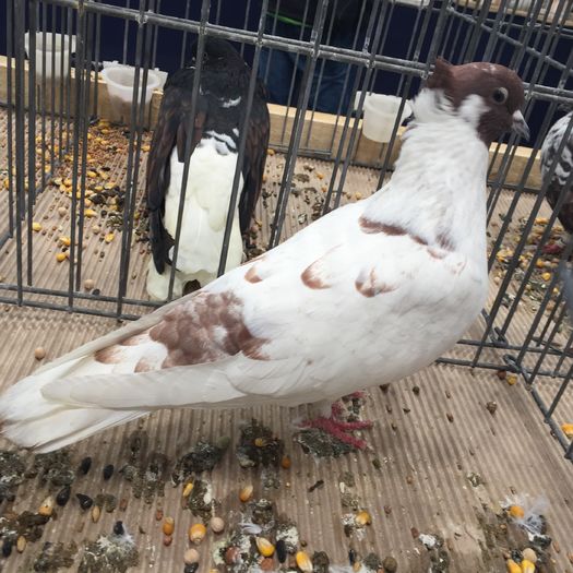 706 - 1535b rase straine