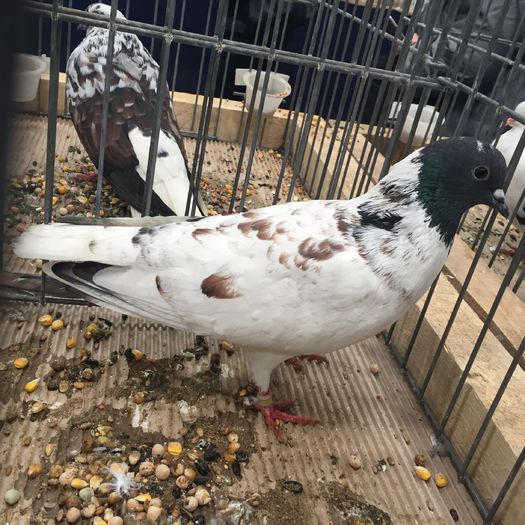 707 - 1535b rase straine