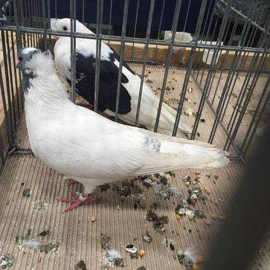 708b - 1535b rase straine