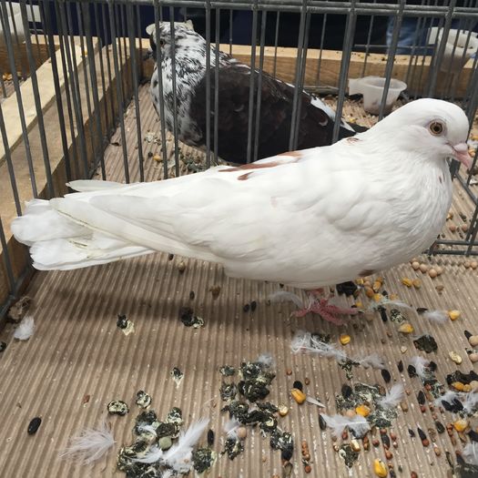 712 zburator nikolayev - 1535b rase straine