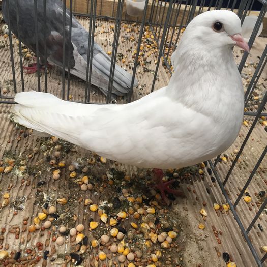 714 - 1535b rase straine