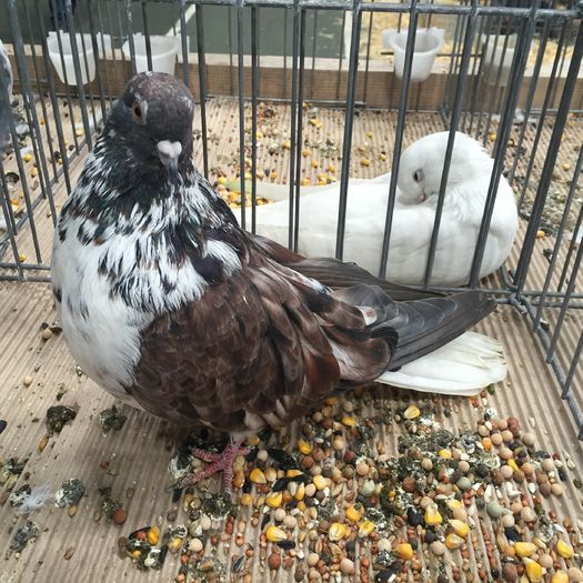 722 - 1535b rase straine