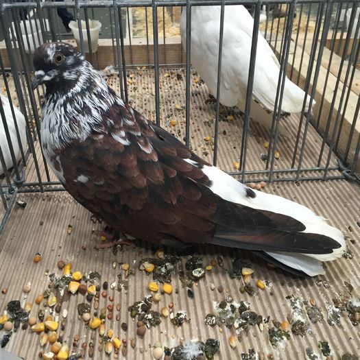 723 - 1535b rase straine