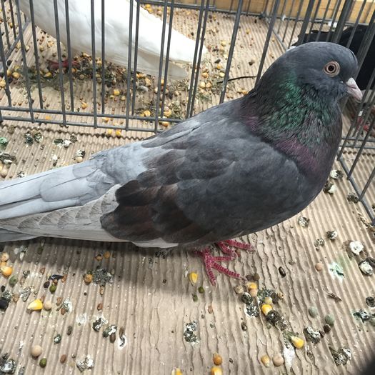 725c - 1535b rase straine