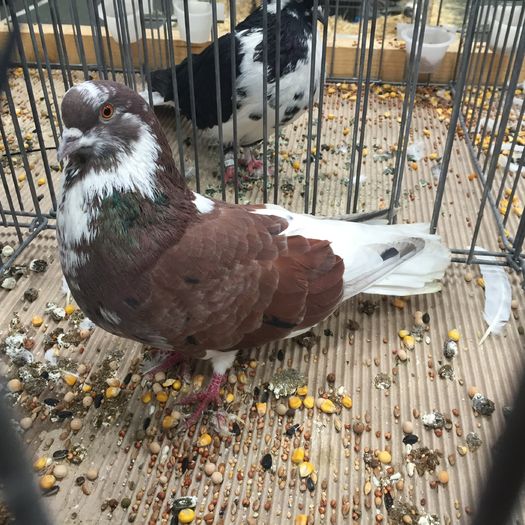 726 - 1535b rase straine