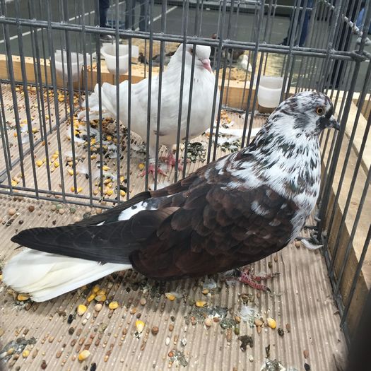 727a - 1535b rase straine