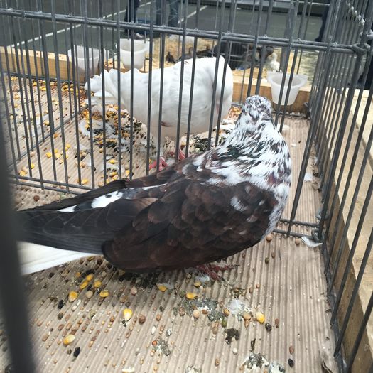 727b - 1535b rase straine