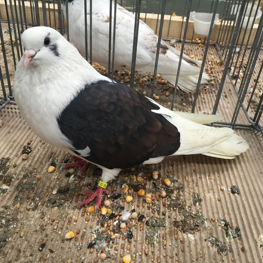 730 - 1535b rase straine