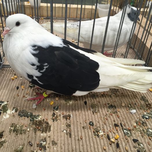 731 - 1535b rase straine