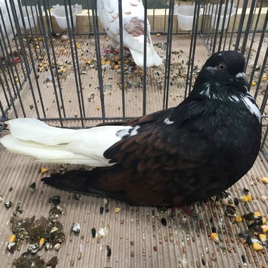 733 - 1535b rase straine