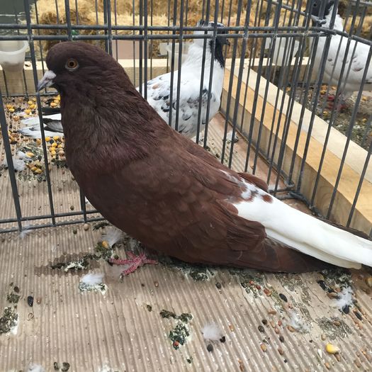 735 - 1535b rase straine