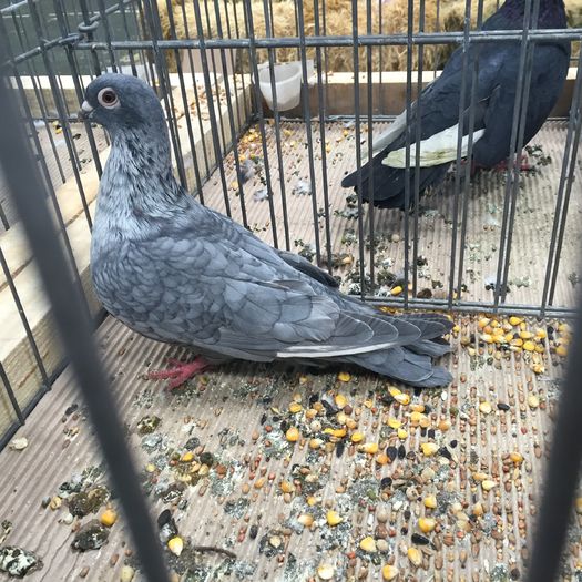 740 - 1535b rase straine