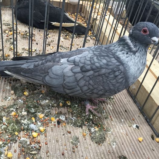 743 - 1535b rase straine