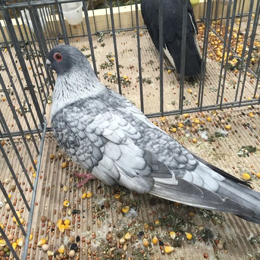 745 - 1535b rase straine