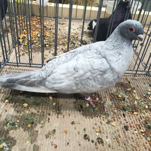 746a - 1535b rase straine