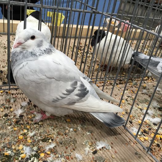 857 v rom frum - 1535b rase straine