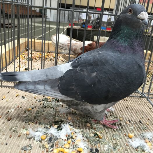 864b - 1535b rase straine