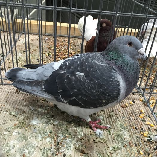 865 - 1535b rase straine