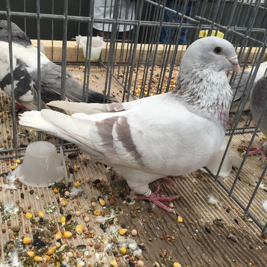 872 - 1535b rase straine