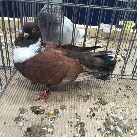 916a zb orbetean - 1535b rase straine