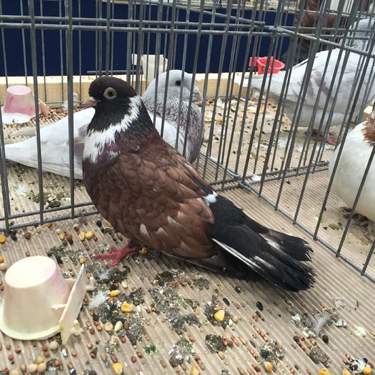 917b - 1535b rase straine