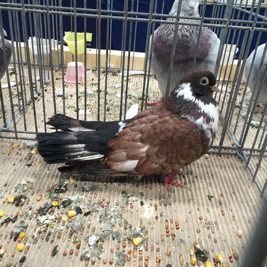 917c - 1535b rase straine