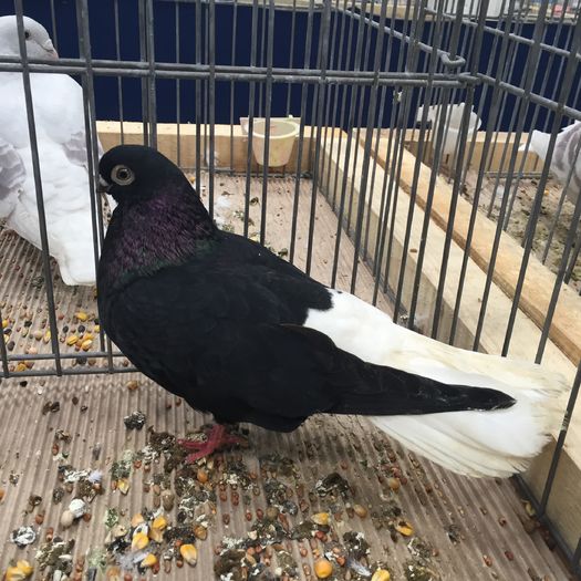 922 zb codalb rom - 1535b rase straine