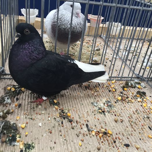 923 - 1535b rase straine