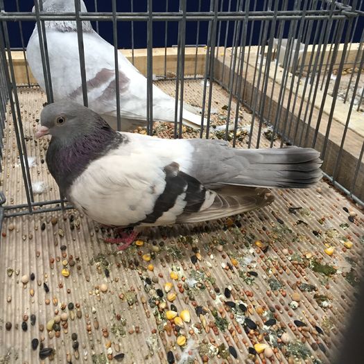 924 - 1535b rase straine