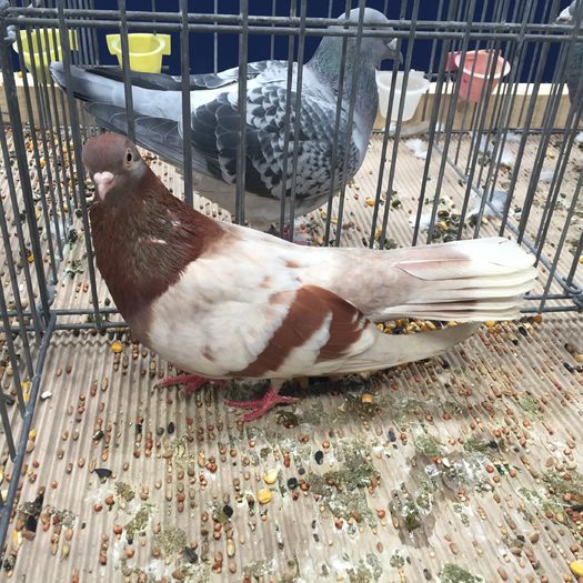 928 - 1535b rase straine