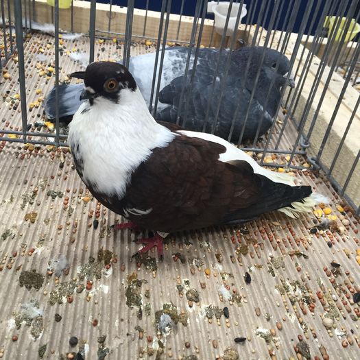 930a zb codalb muntenia - 1535b rase straine