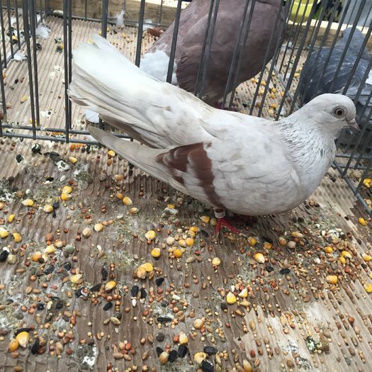 932 - 1535b rase straine