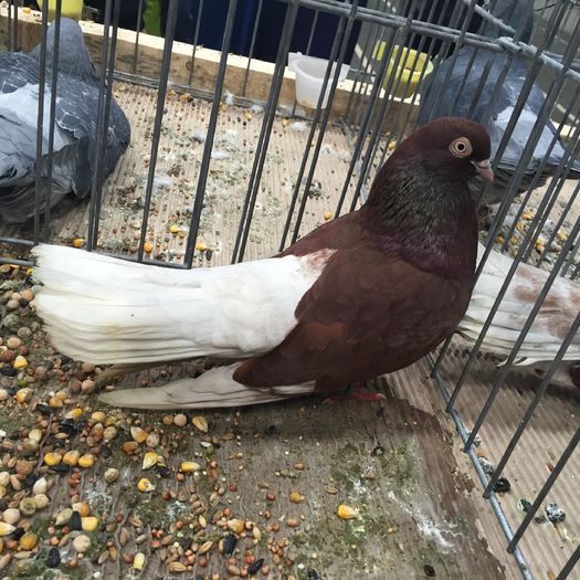 933a zb ciung bucuresti - 1535b rase straine