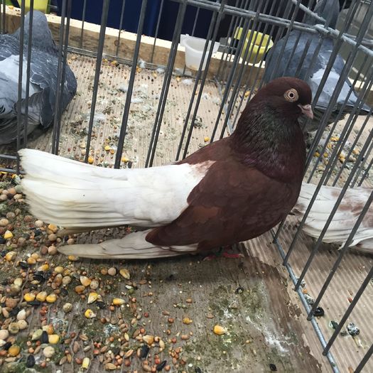 933b - 1535b rase straine