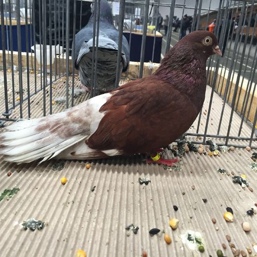 934a - 1535b rase straine