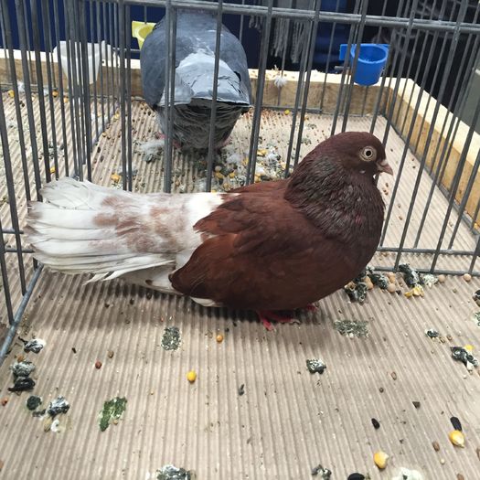 934b - 1535b rase straine