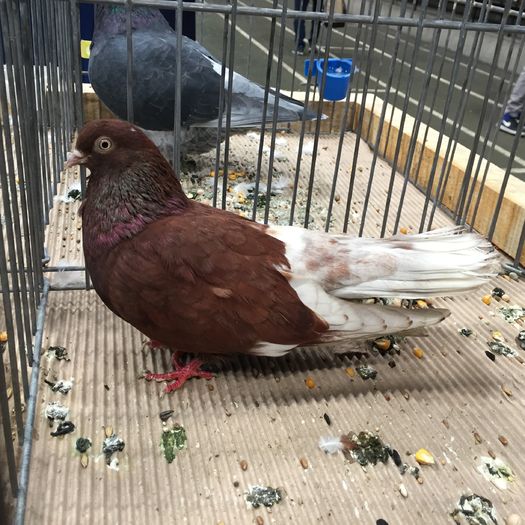 934c - 1535b rase straine