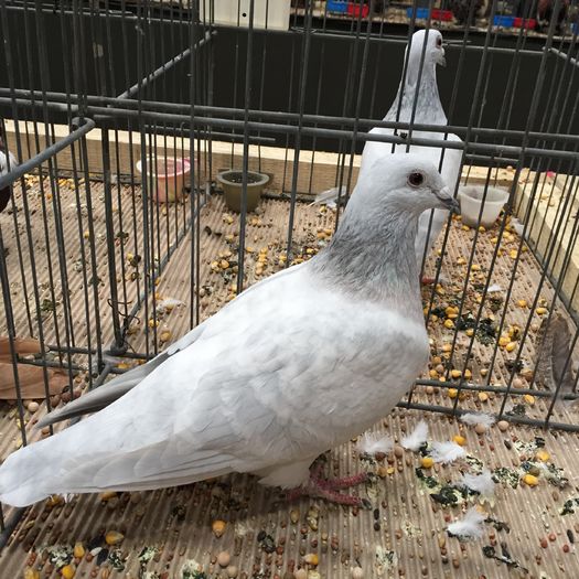 943a voiajor standard - 1535b rase straine