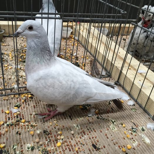 943b - 1535b rase straine