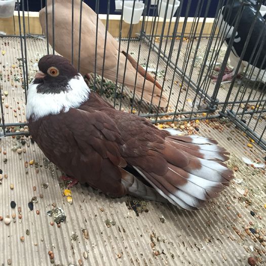 1335 - 1535b rase straine