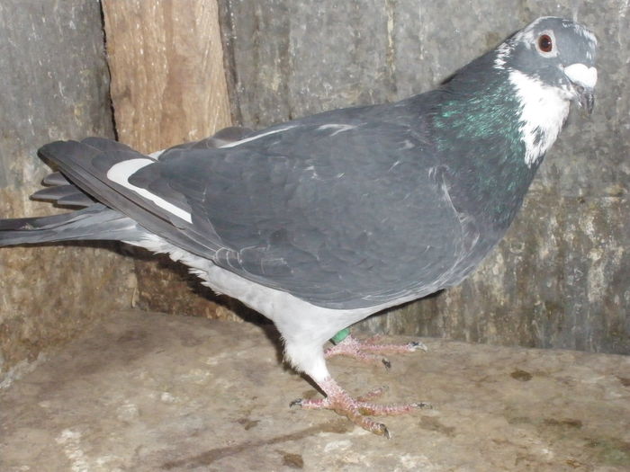 VANDUT Filip Bogdan Dragos