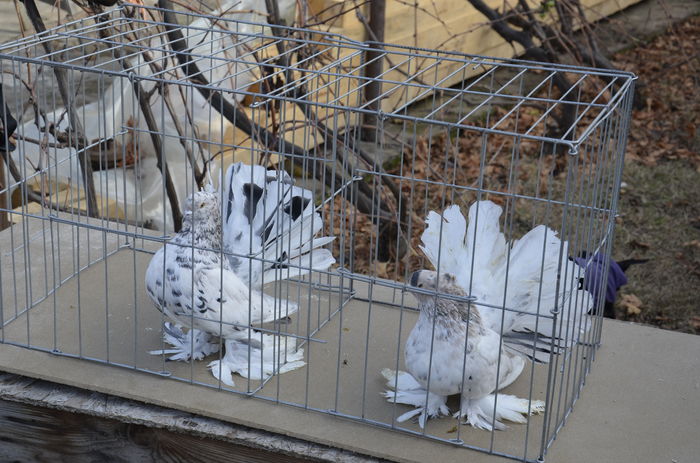 _DSC0582 - Porumbei-amintiri