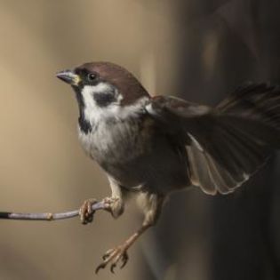 670534_09ad92150591f03e0c30abfcae6107ff_mdsq - BIRDS