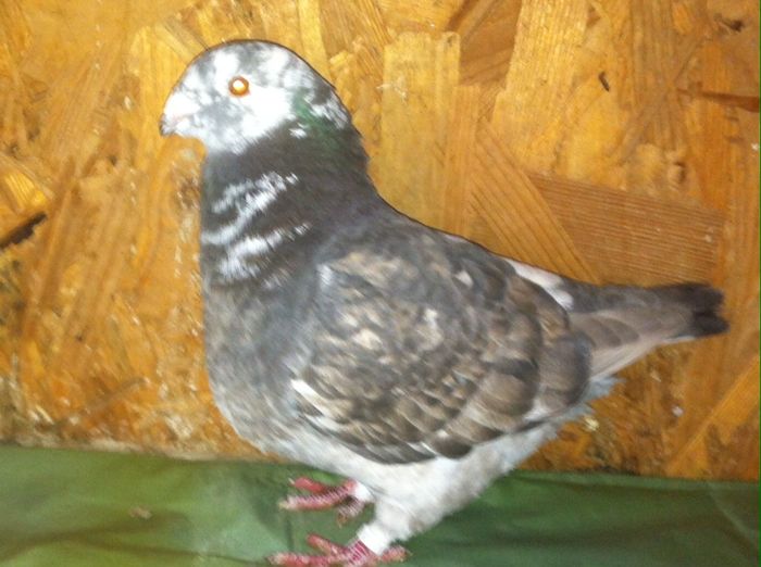 F 2015 din matca VANDUTA