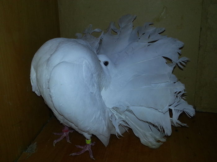 Mascul stil vechi 2011