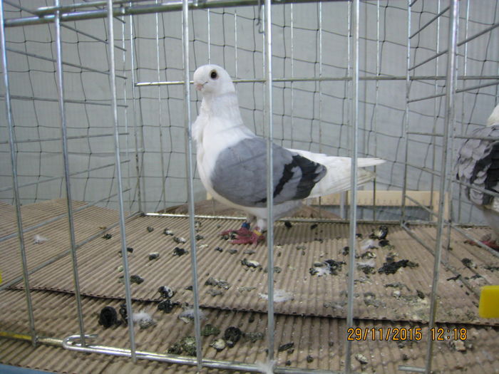 IMG_3923 - Expo Marghita 2015